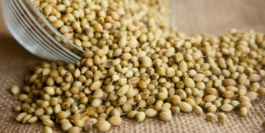 Coriander